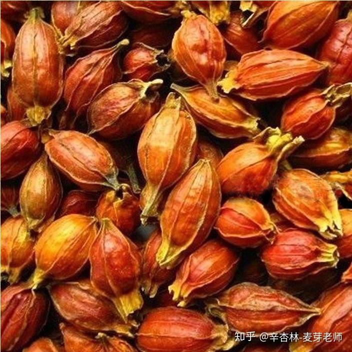 每日一药材:栀子 - 知乎