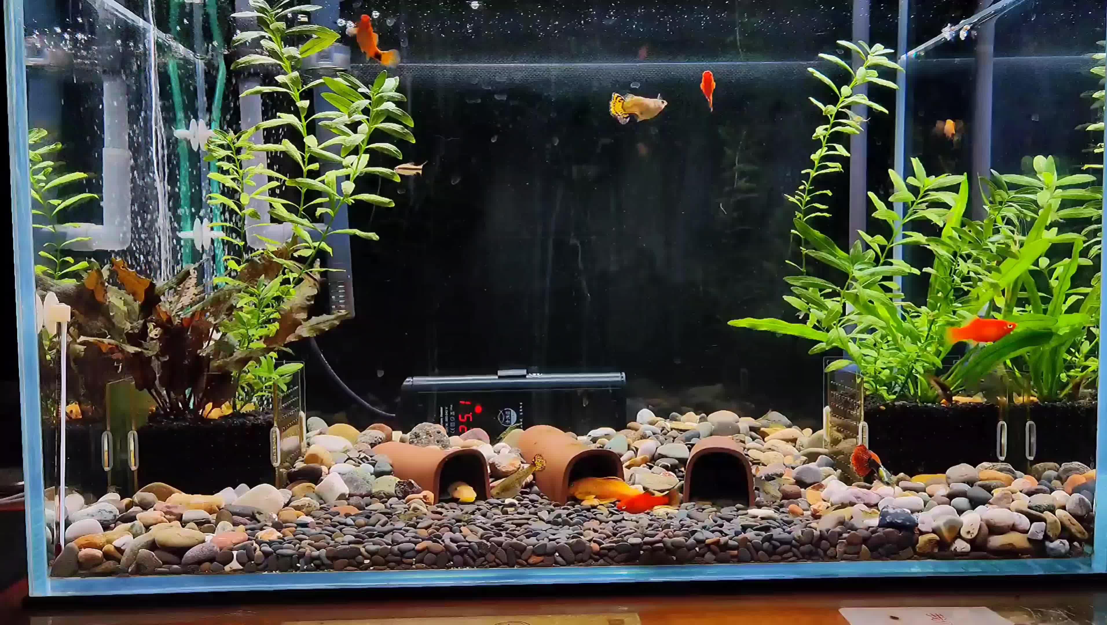 又是一次投喂观赏鱼失败经历,不能给底栖鱼投喂冰红虫,抢不到 - 知乎