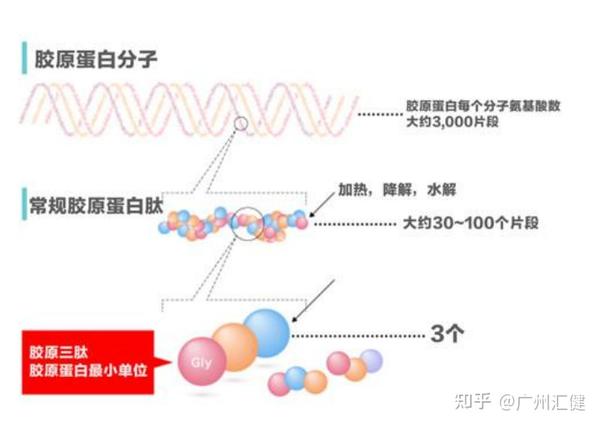 顶级胶原——胶原三肽 - 知乎