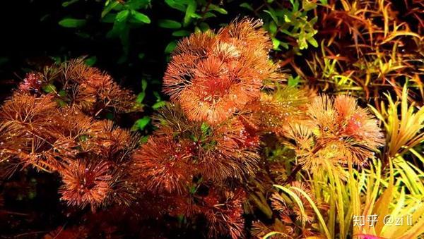 花团锦簇的荷兰缸 太养眼啦 更有梁劲 盘育成强强联手造景直播首秀 知乎