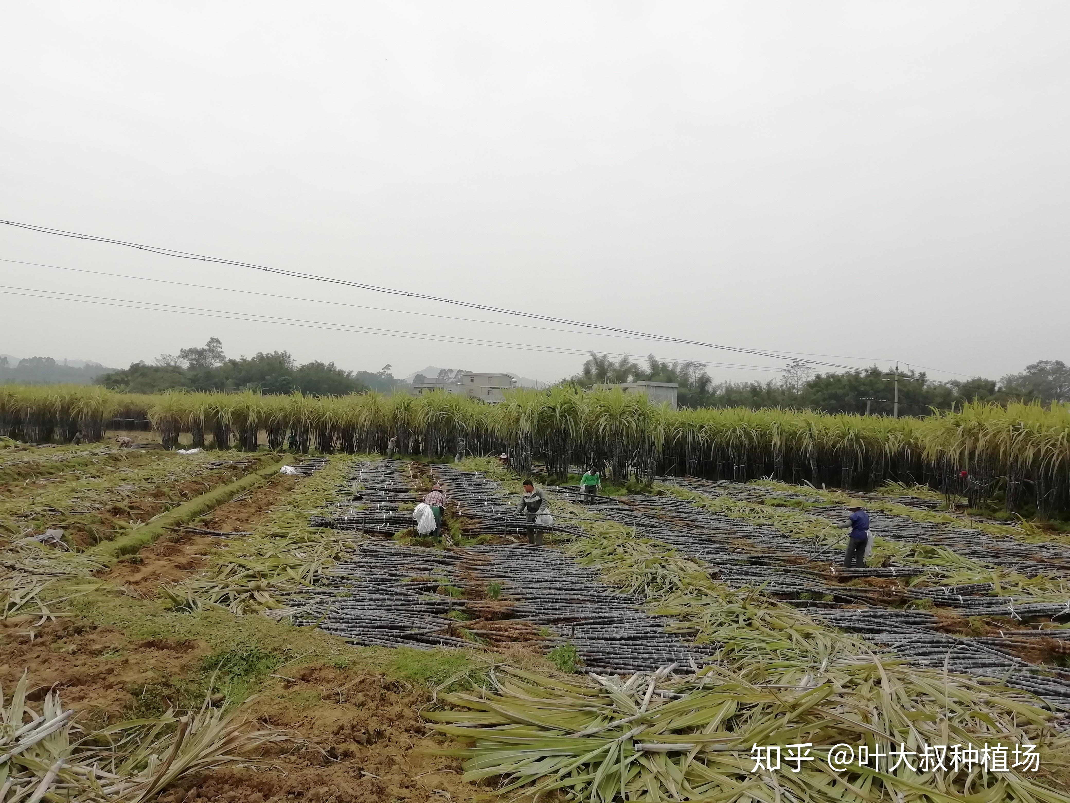 甘蔗多久施一次肥施肥方法甘蔗施肥时间段大叔来说一说