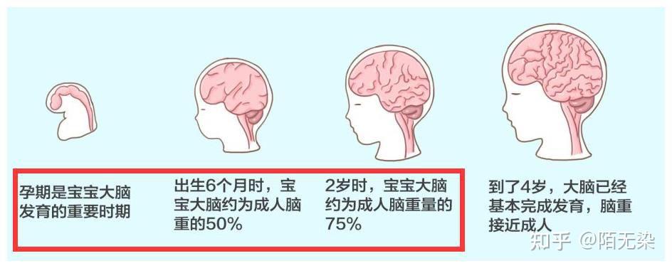 婴儿大脑发育图片过程图片