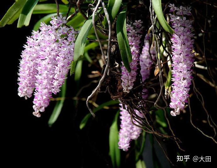 10种附生兰花会让你惊艳不已 - 知乎