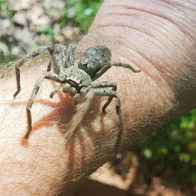 澳洲蜘蛛网季图集刷屏网友看完吓哭太恐怖了我可能会死在那里