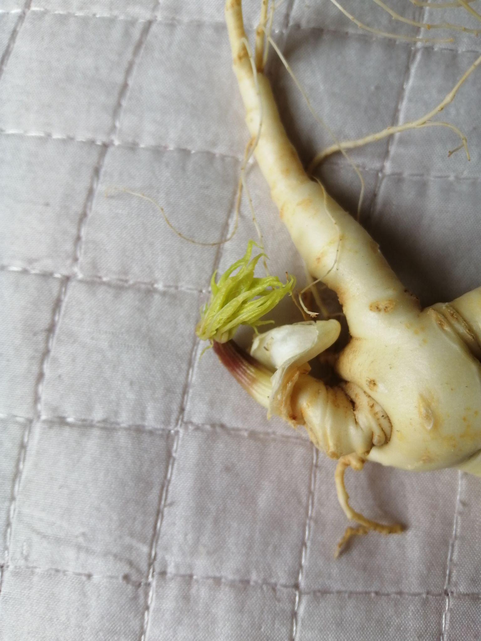 花旗参和西洋参是一样的东西吗 v2-5cd34ca297f14516c663f5aaaac527eb_r.jpg