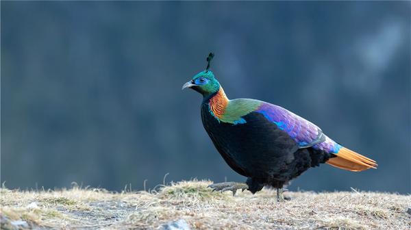 西藏出现九色鸟,身披彩色羽毛,夏天雨雾中跳舞,冬天风雪中觅食