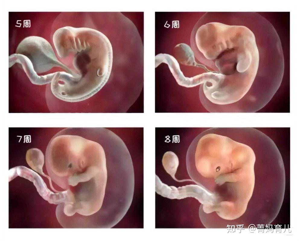 一张图带你了解受精后胎宝的发育孕妈早清楚避免畸形发生