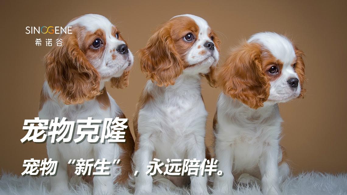 对话克隆猫首席科学家技术已经成熟不会以牺牲其他动物为代价