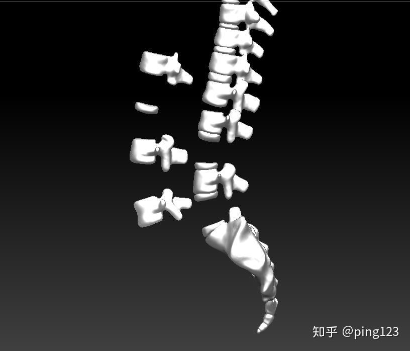 人體脊椎骨骼3dmax模型設計圖片元素材下載,人體腰椎骨模型腰椎骨帶