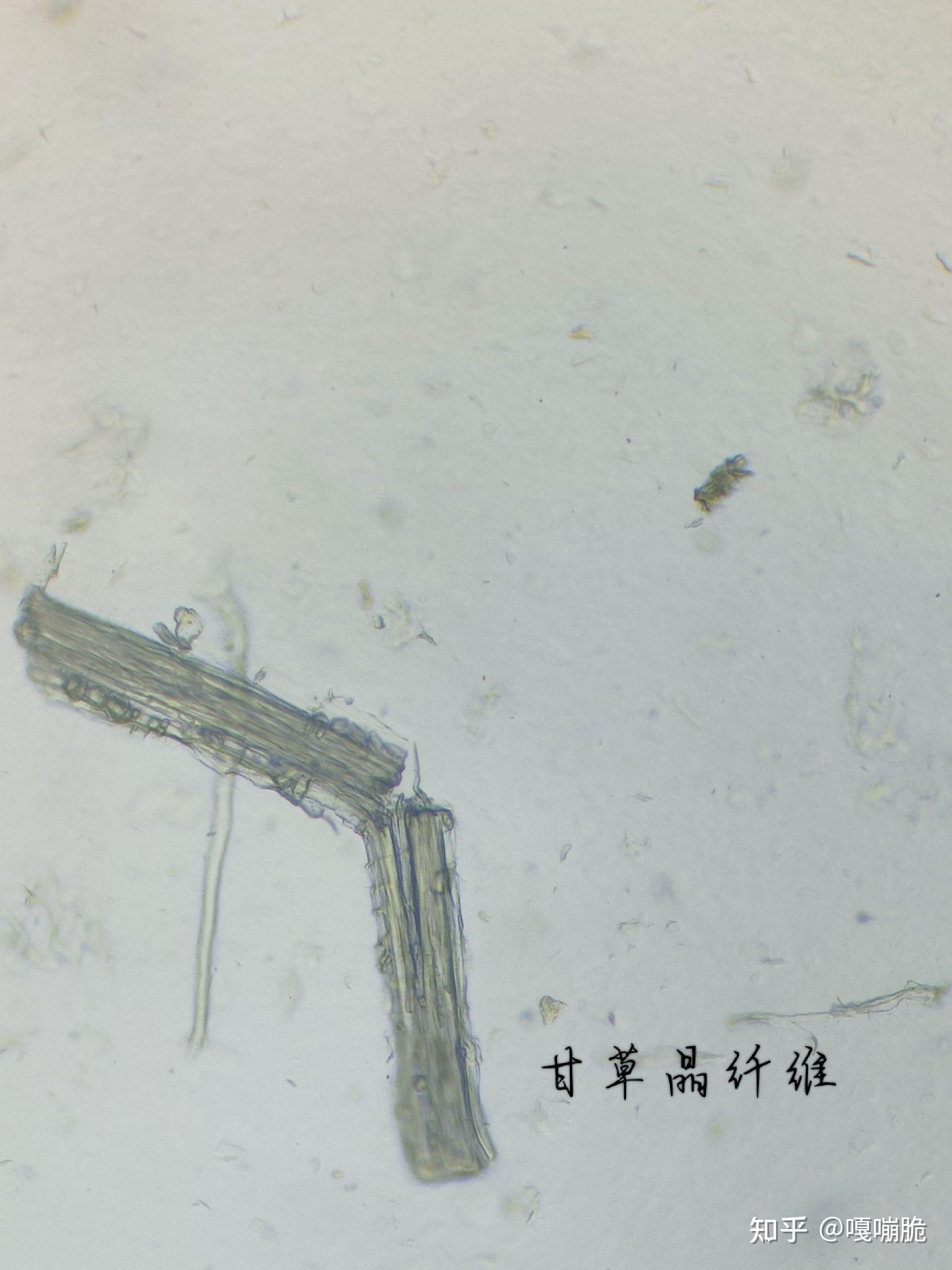 甘草的显微观察