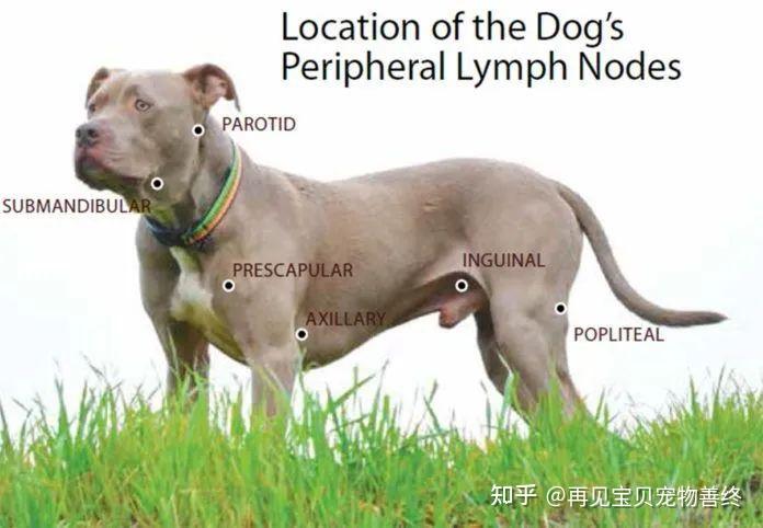 犬体表淋巴结分布图图片