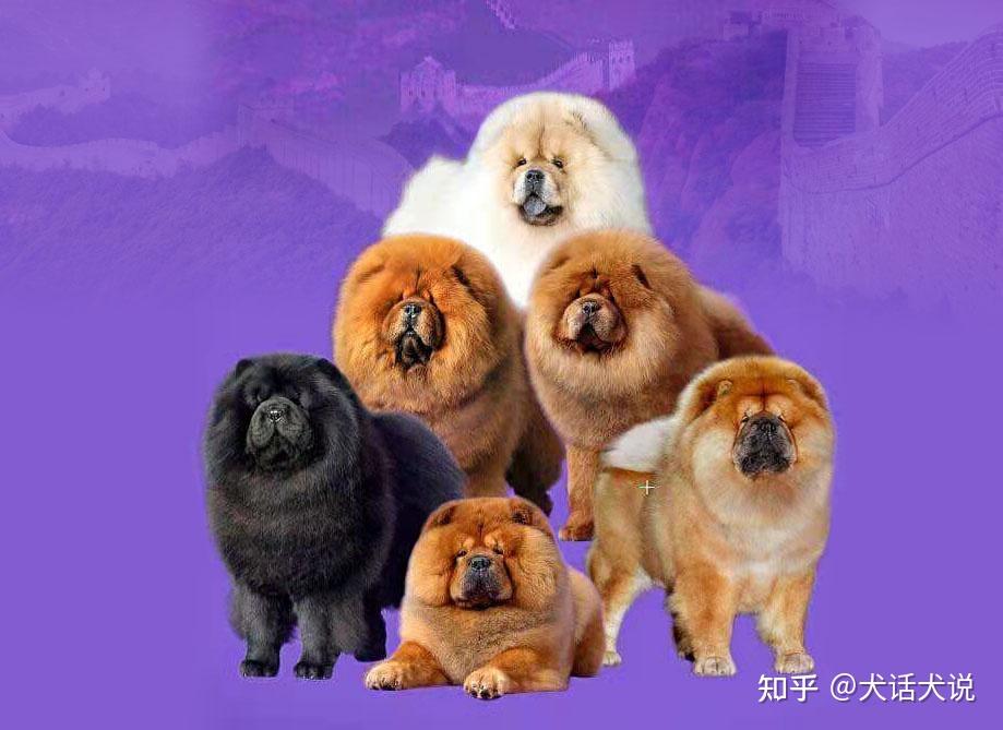 如何选择好品相松狮犬 来自“松狮皇后”的解答 - 知乎