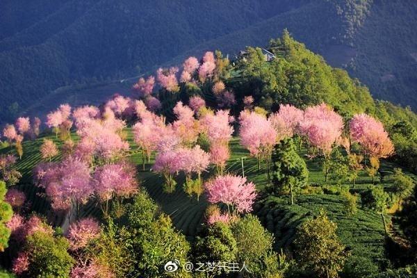 密麻麻,形成规模,十分壮观,尤其是以苍翠的大山为背景,衬以碧绿的茶田
