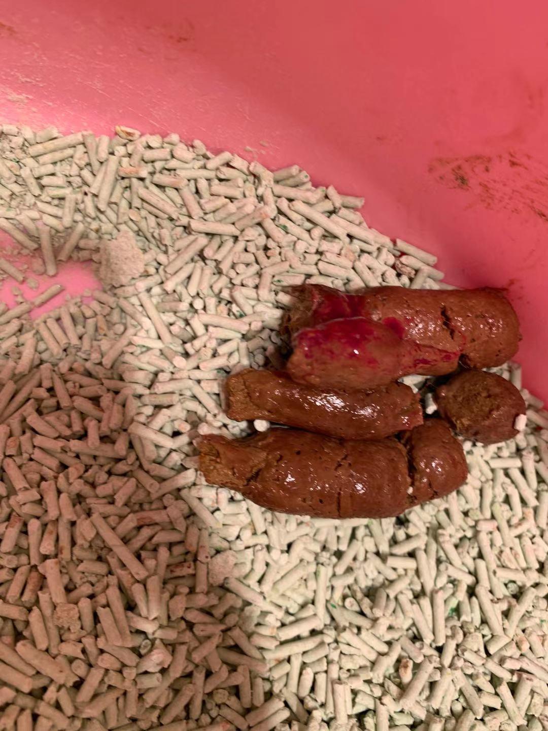 猫大便有血丝怎么办呢