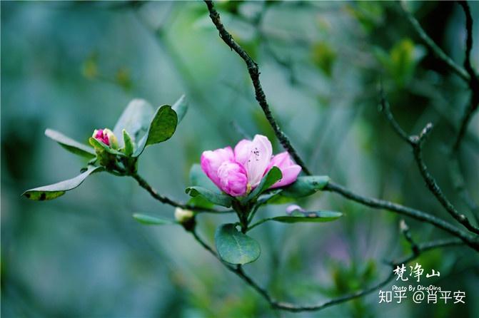 梵净山升仙之山,超越时空的净地,世间难得的一方净土-仙气飘飘的梵净山叫什么