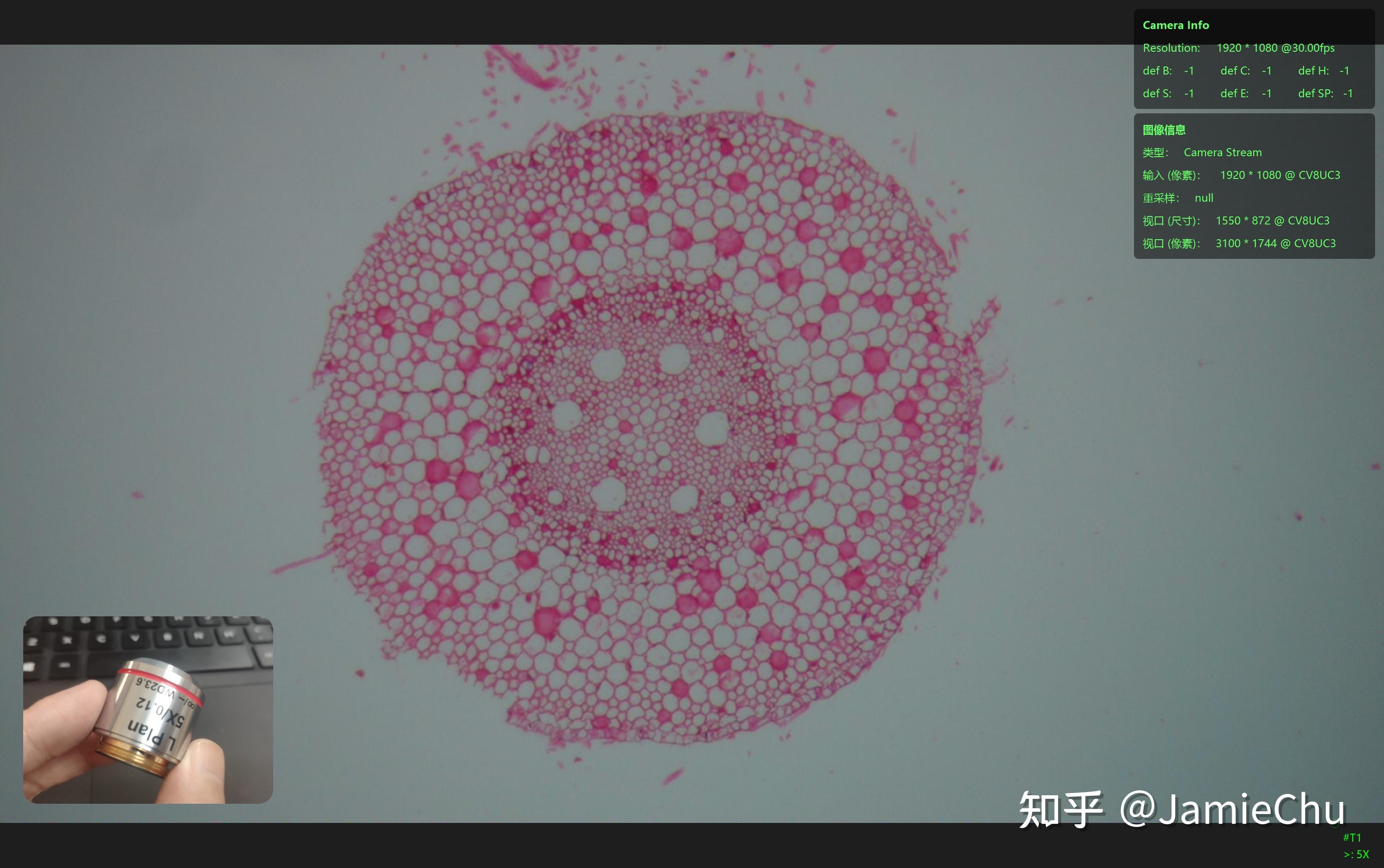 水稻根横切结构示意图图片