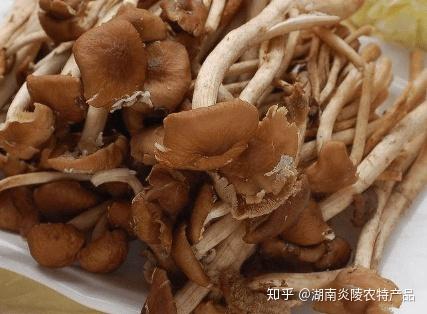 幹茶樹菇要泡多久才好吃這樣的美食你怎麼能錯過