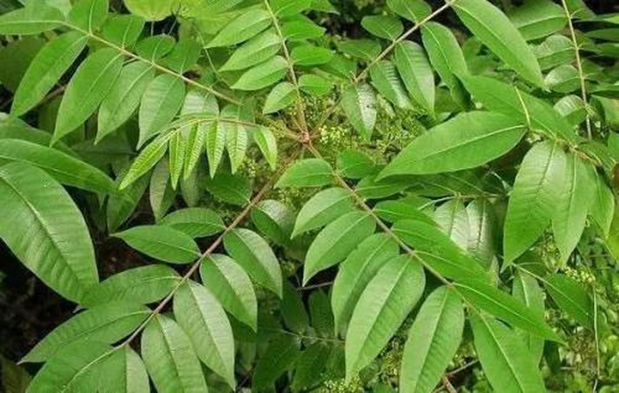 野漆树，有毒植物，过敏者触碰会引起红肿、瘙痒，全株有7大益处 - 知乎