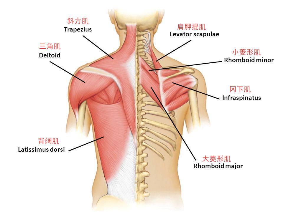 肩胛骨本身并非牢牢地黏附在肋骨上,它是一个靠肌肉拉扯才能固定的可