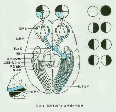 神內臨床筆記38神經傳導通路最全總結吐血整理