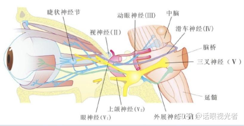 视神经鞘解剖图片