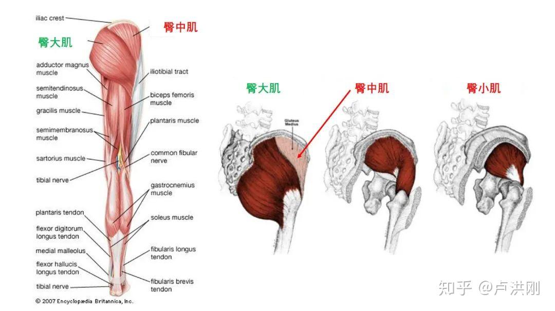 比目魚肌活動性受限常引起踝關節背屈受限