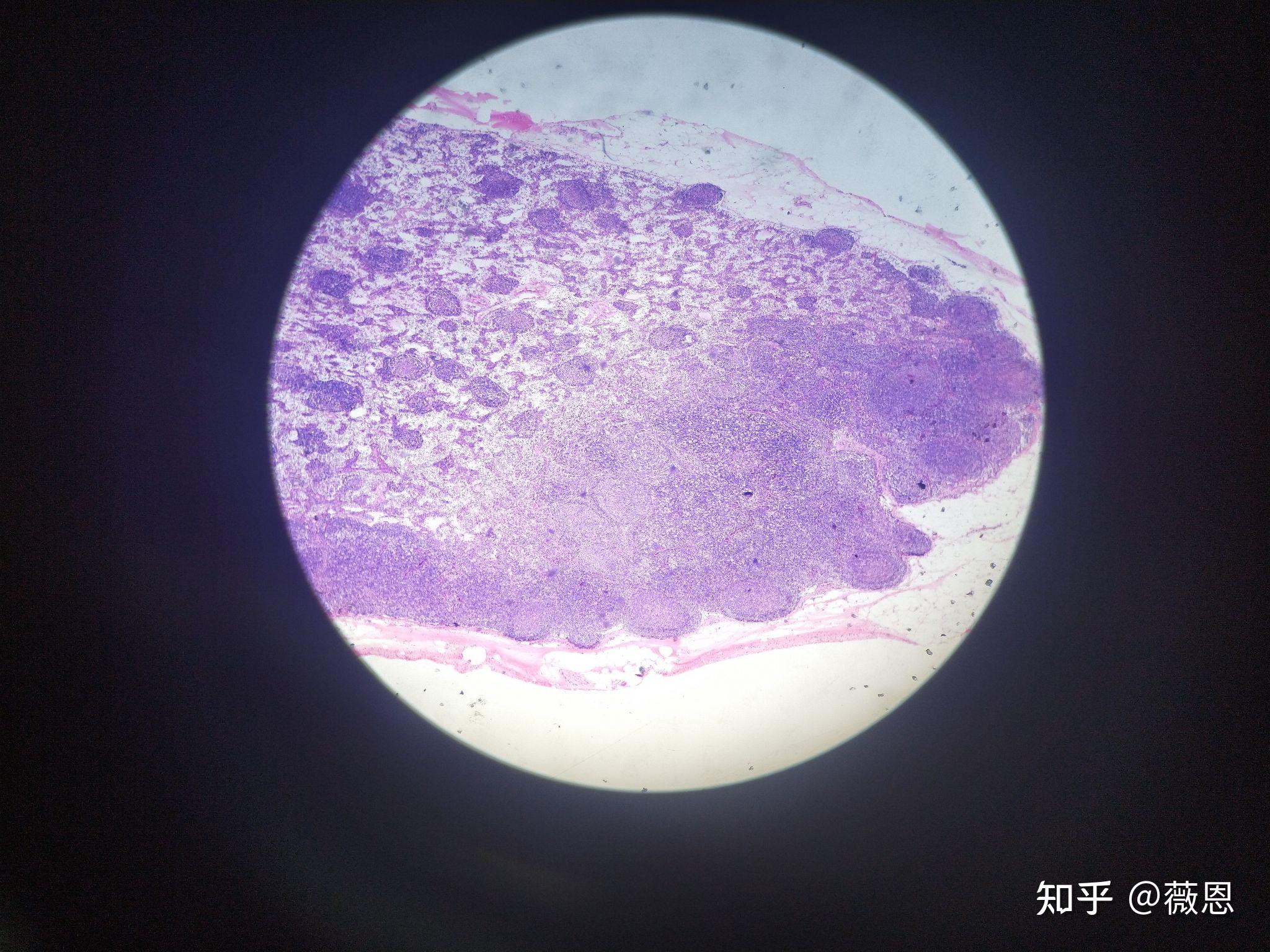 组织学与胚胎学切片观察2