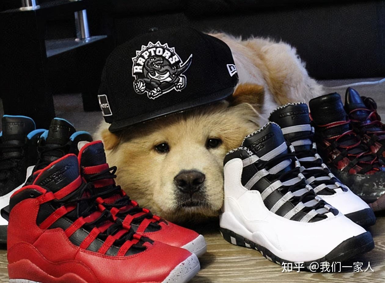 看到狗狗在你鞋子上睡觉