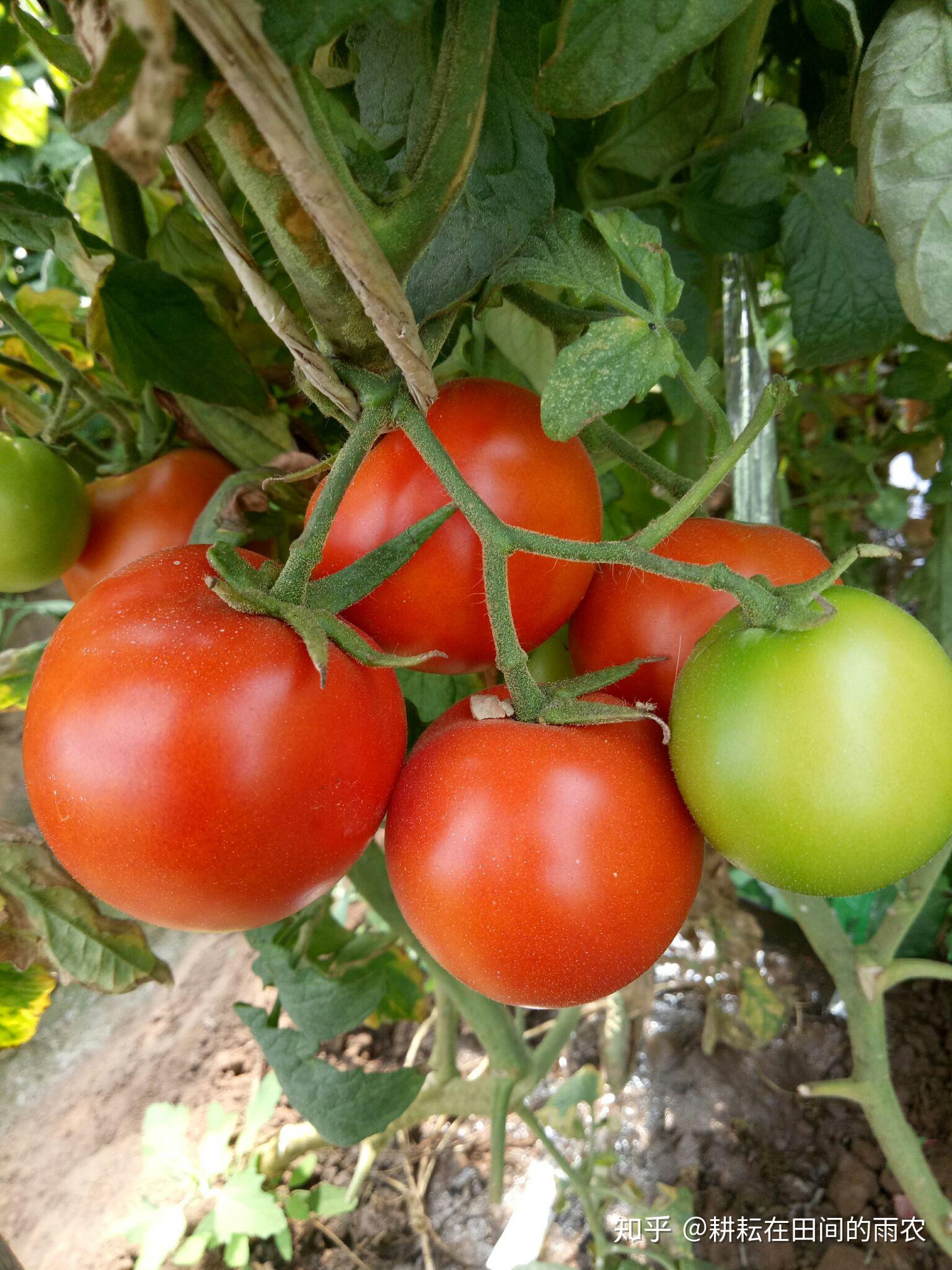 番茄杂交制种 - 知乎
