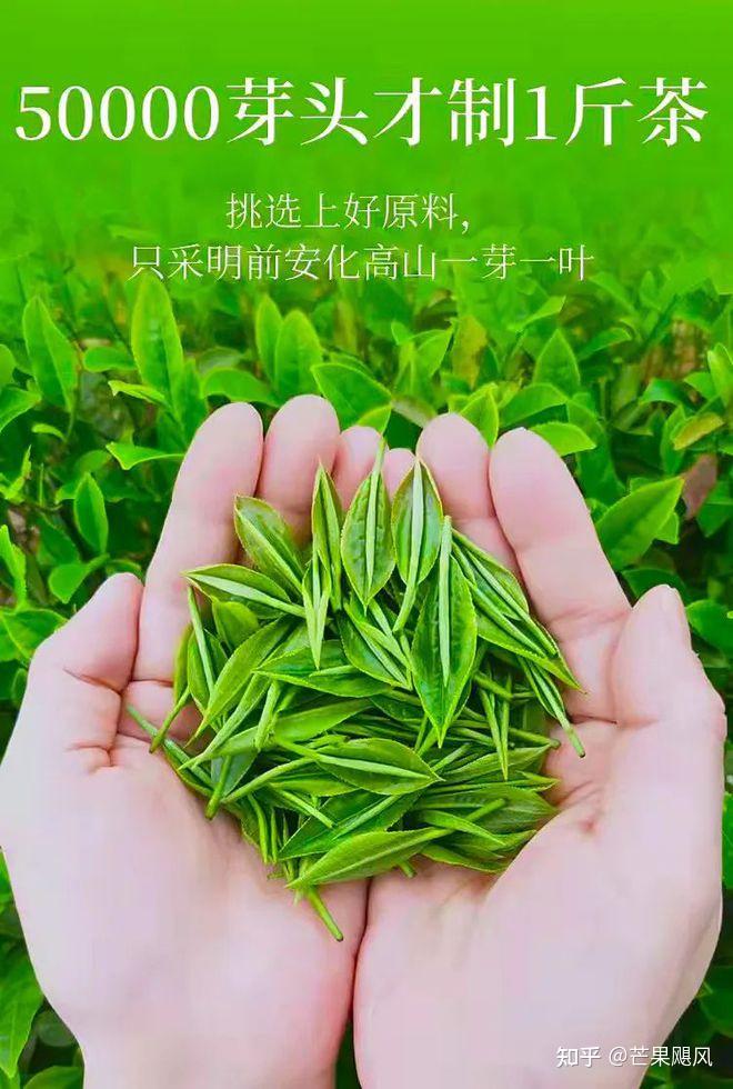 绿之韵好茶上市|舌尖上的鲜美滋味——三十九铺安化松针 - 知乎