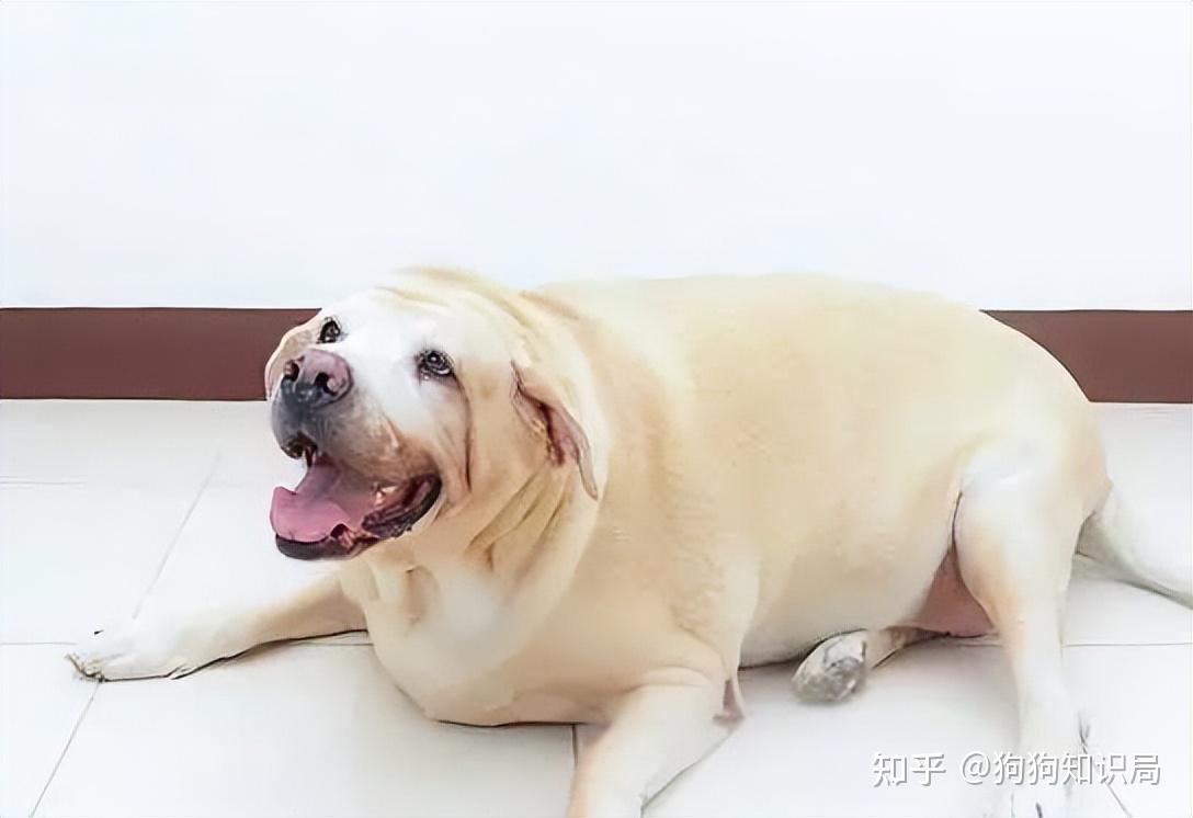 狗狗"交配"方式有几种?它们是如何交配的? - 知乎