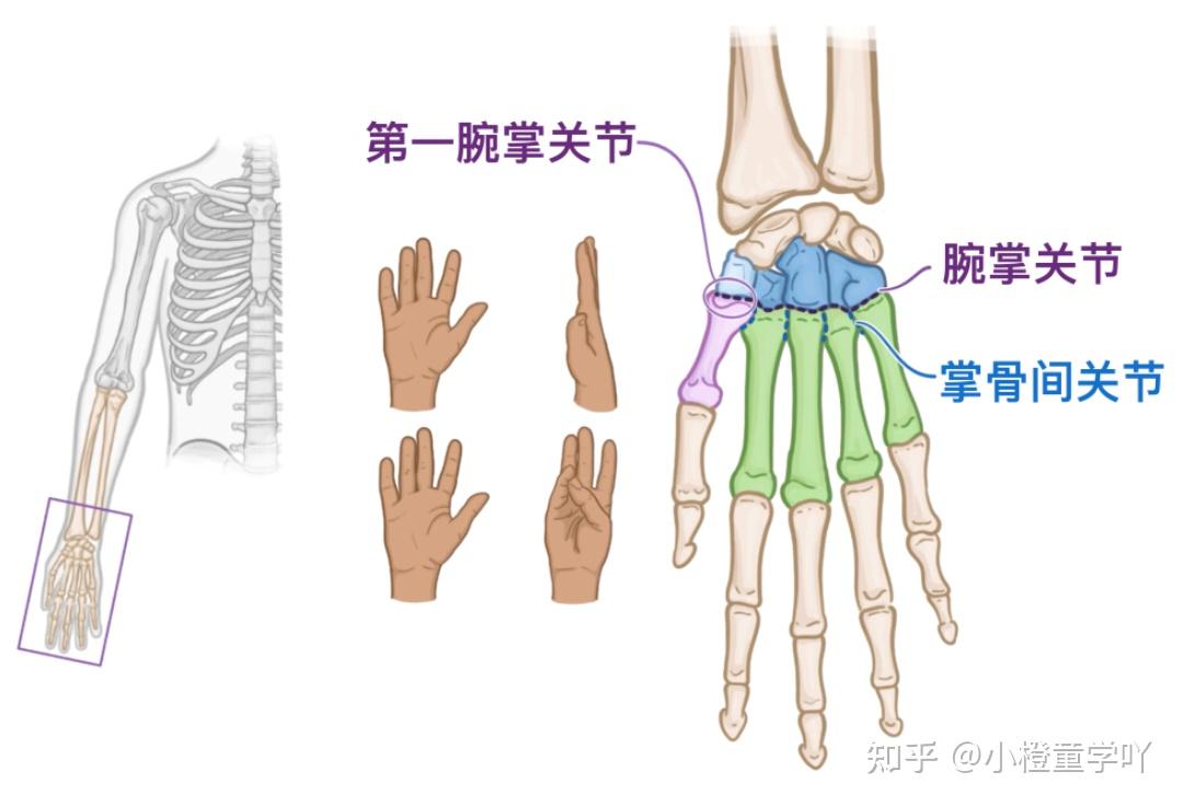 一文讲透腕关节和手关节解剖 - 知乎