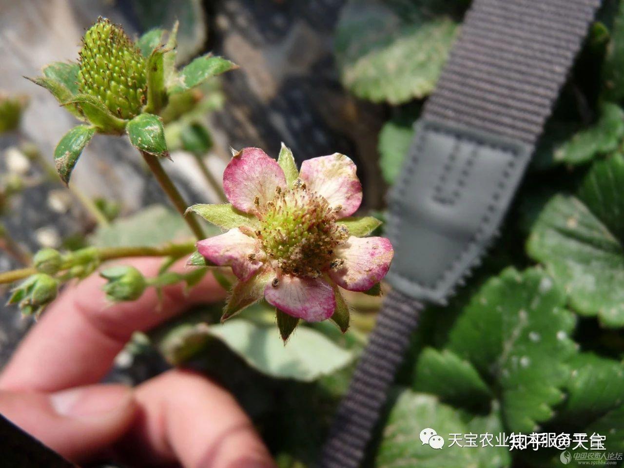 戊唑醇,醚菌酯等等,进口的也能说出几个,比如露娜森,翠贝,卡拉生等等