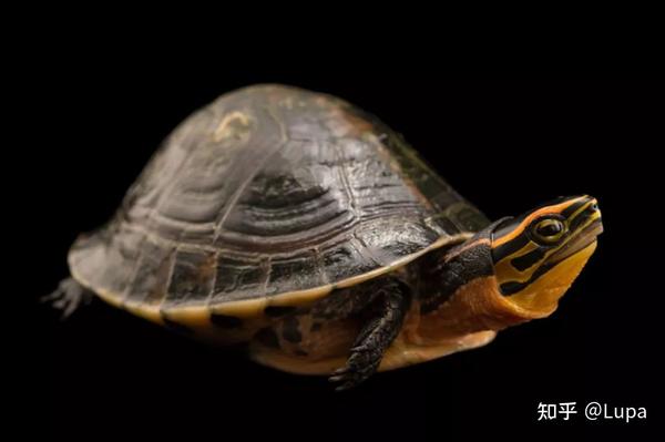 按价格排序常见观赏龟类推荐（半水龟篇） - 知乎