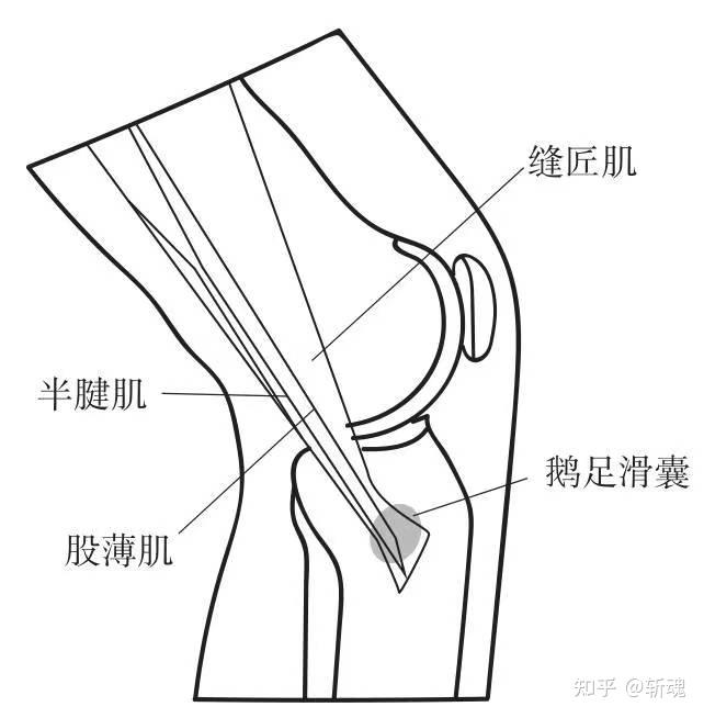 膝关节鹅掌腱位置图片图片