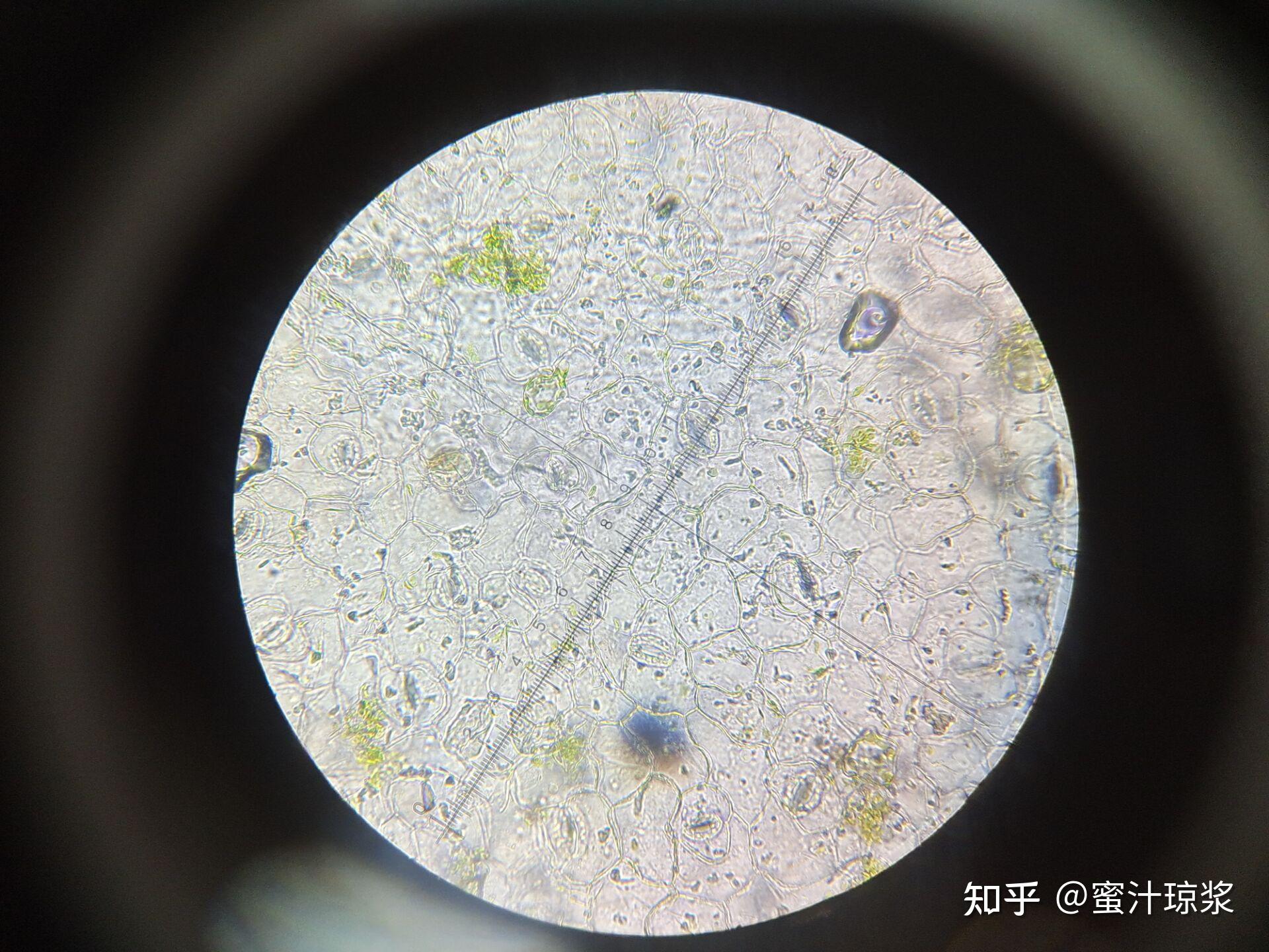 光学显微镜观察细胞