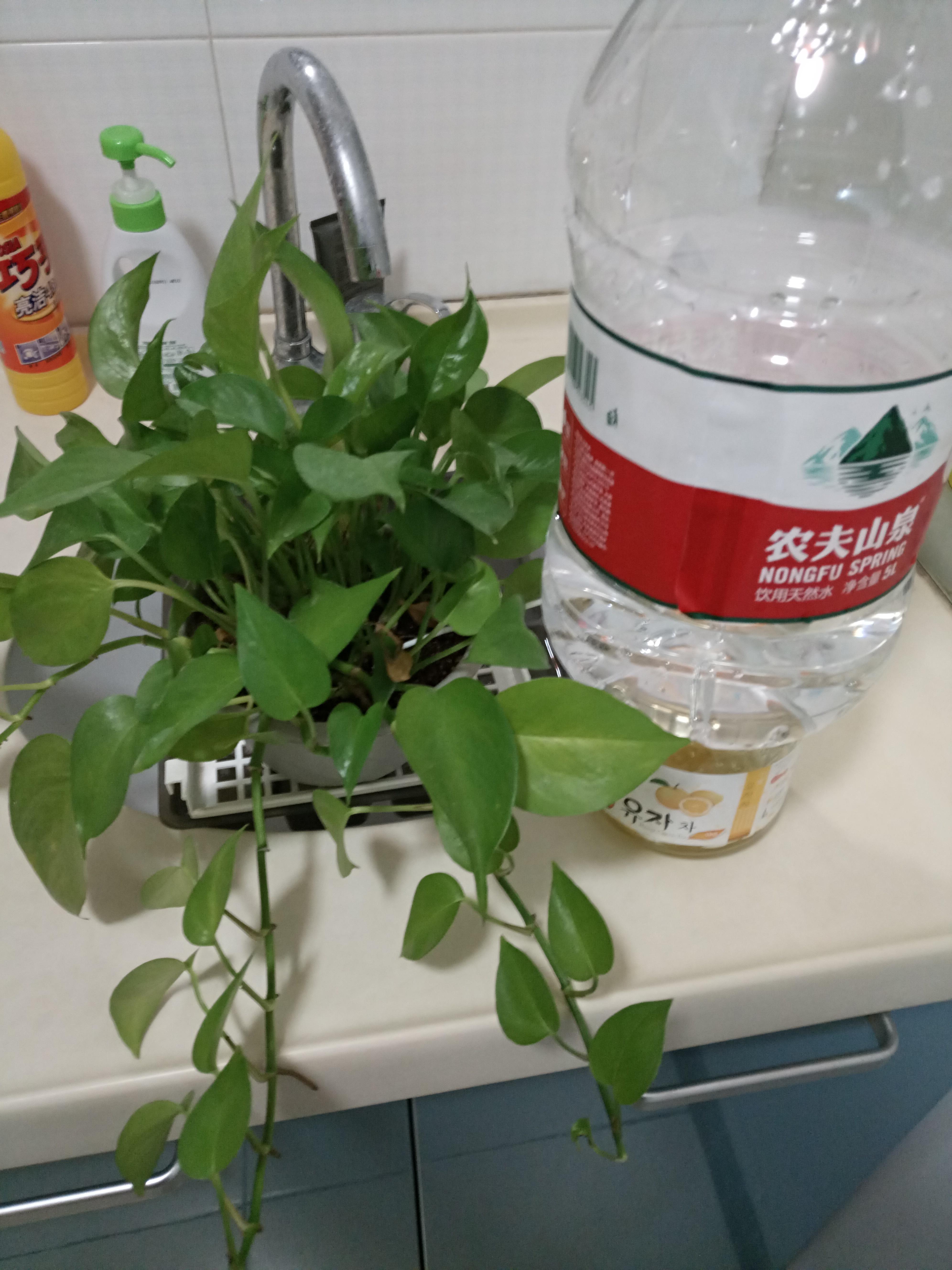 短期外出植物供水的新技能