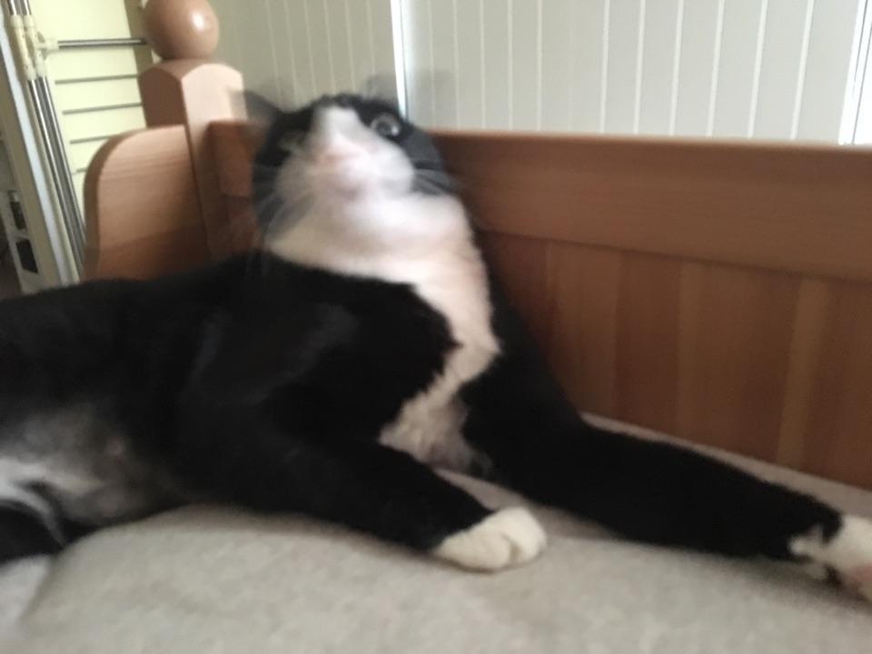 什么是动物奶牛 v2-5d8b321c7720c02dd363dc55026db919_r.jpg