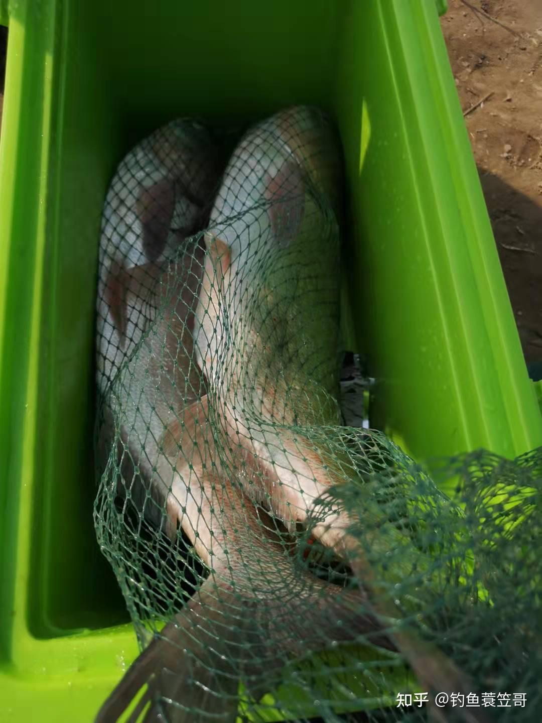 专门精通钓鲢鳙的百中无一,像邓老师那样的老手真的是凤毛麟角