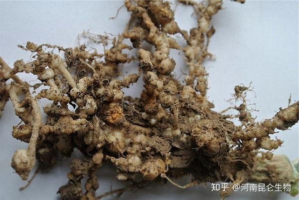 线翘翘根线虫防控药大棚蔬菜地里根部结线虫病如何防治根线虫用啥药能