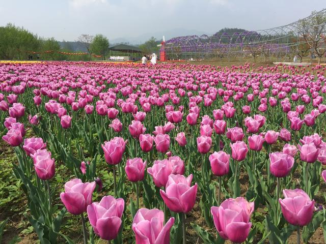 南郑十里桃花景区图片