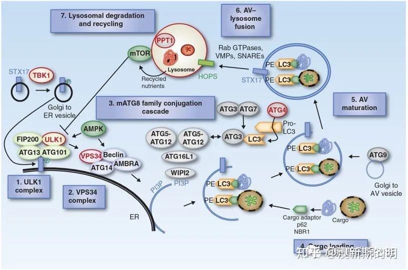 细胞内自噬过程及其在肿瘤中的应用 - 知乎