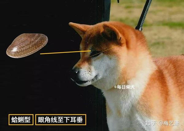 日本人怎么理解柴犬之美 三 眼 耳 尾的力量 知乎