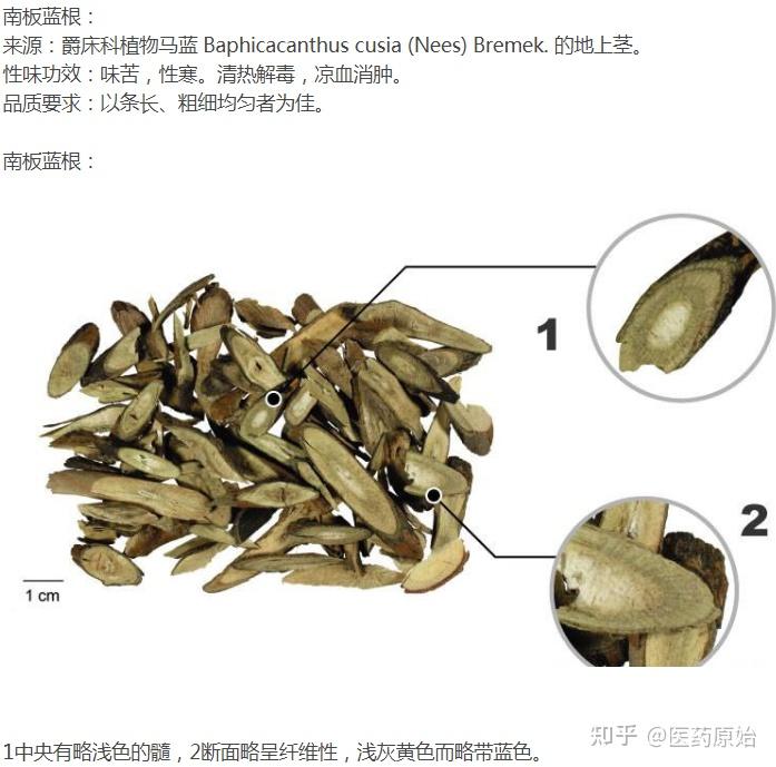 板蓝根板蓝根与南板蓝根图文鉴别板蓝根性状鉴别板蓝根板蓝根饮片