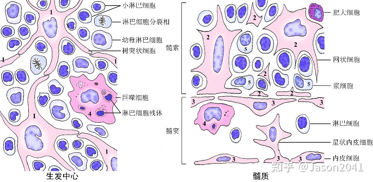 淋巴结的显微和超微结构