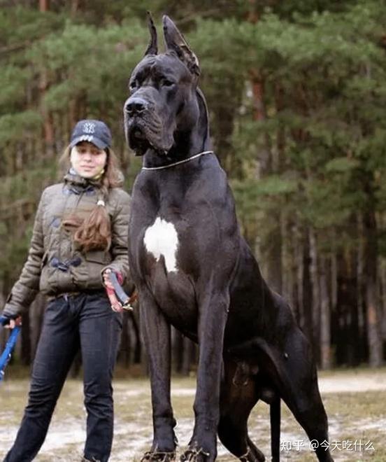 大丹犬水门图片图片