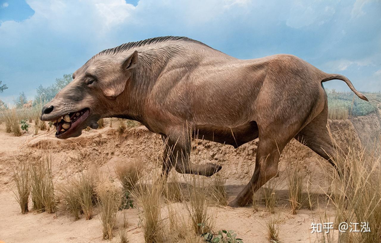 侏罗纪世界恐龙古巨古代生物房角石猪vs猪鳄儿童游戏糯米解说 恐龙百科网