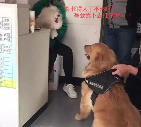 狗跟主人吵架视频 v2-5df026e6505b649d35ac3e9315803947_r.jpg