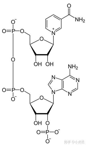 nadh-nadph