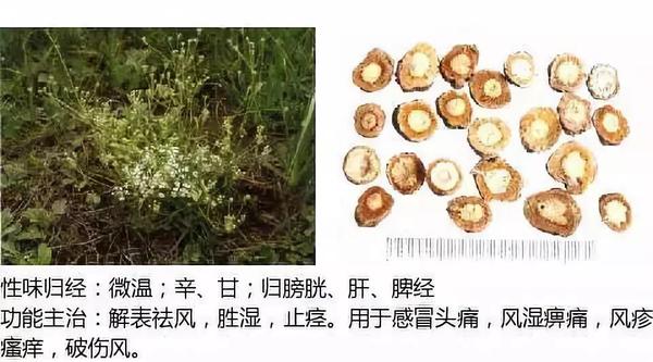 500余种中草药图  第6张